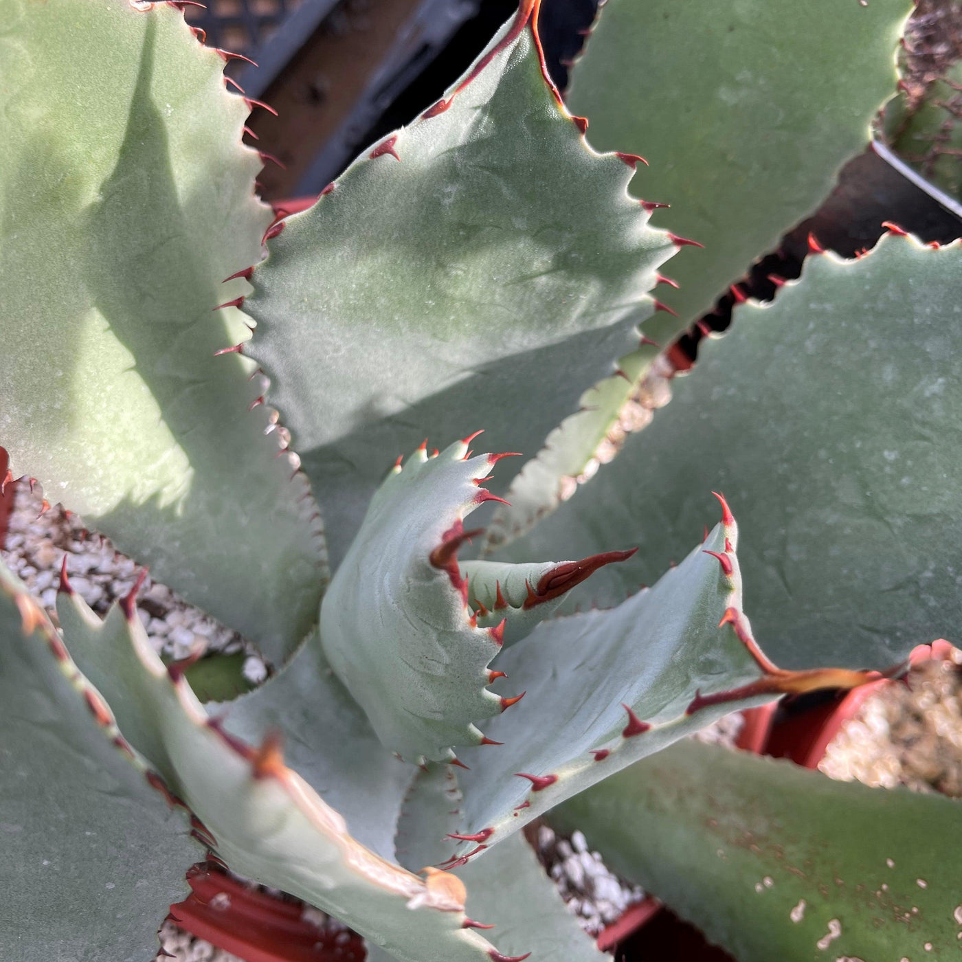 Agave colorata mescal ceniza