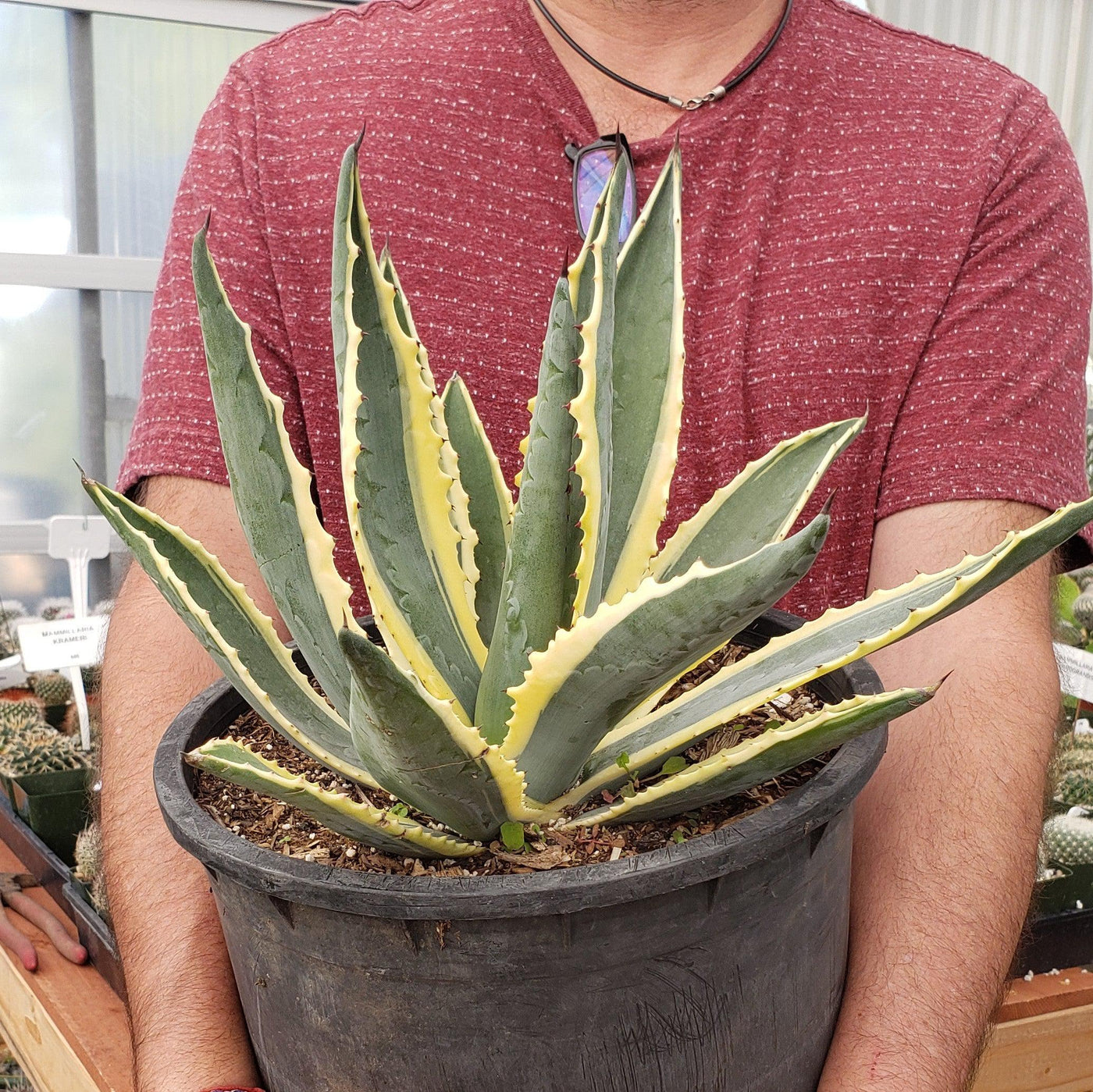 Shop Century Plant Variegata Agave Americana Care And Growing Guide shop-century-plant-variegata-agave-americana-care-and-growing-guide