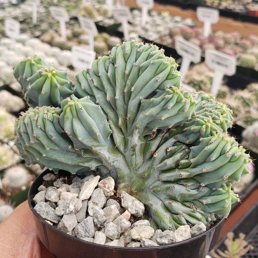 Myrtillocactus geometrizans Crested &