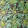 Euphorbia bupleurifolia