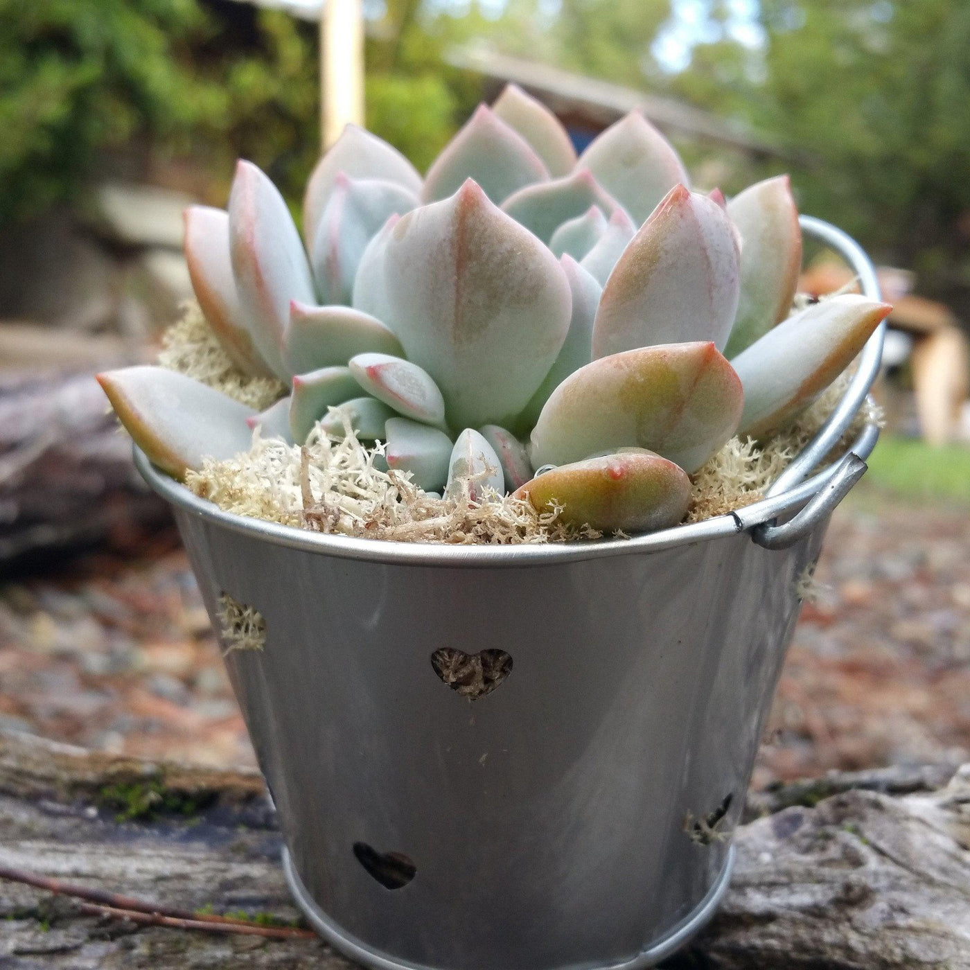 Assorted Succulents for Party / Wedding Favors or Arrangements in Heart Pail Flower Pots (9 - 2.25", 24 - 3")