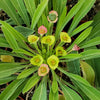 Euphorbia bupleurifolia