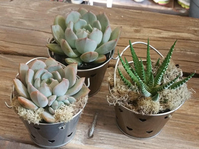 Assorted Succulents for Party / Wedding Favors or Arrangements in Heart Pail Flower Pots (9 - 2.25", 24 - 3")