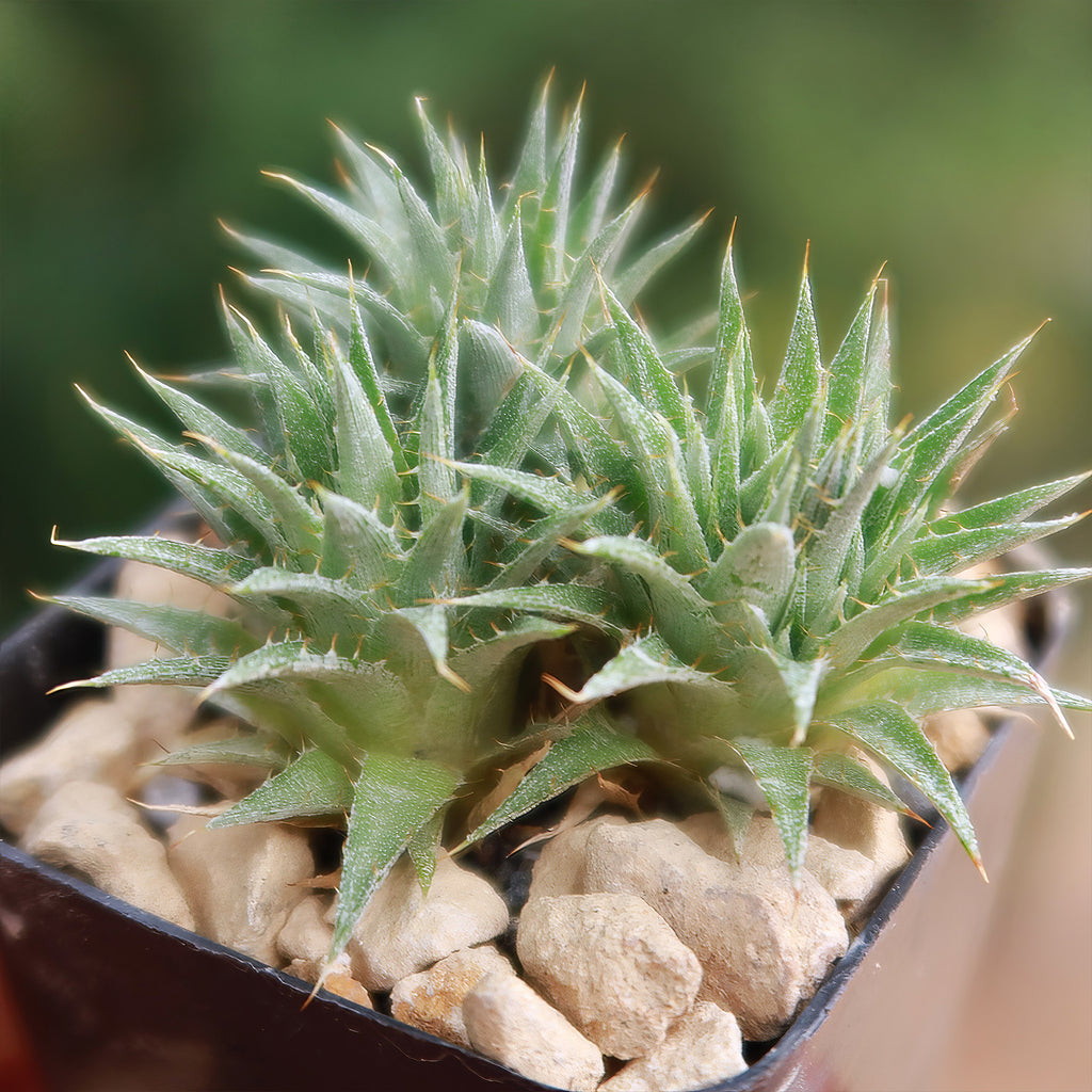 Abromeitiella chlorantha