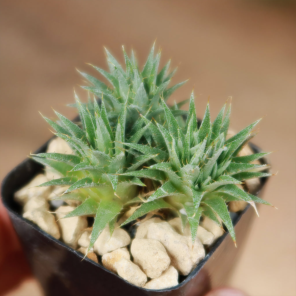 Abromeitiella chlorantha