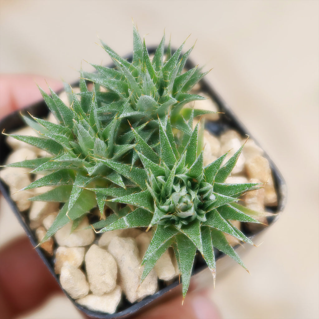 Abromeitiella chlorantha