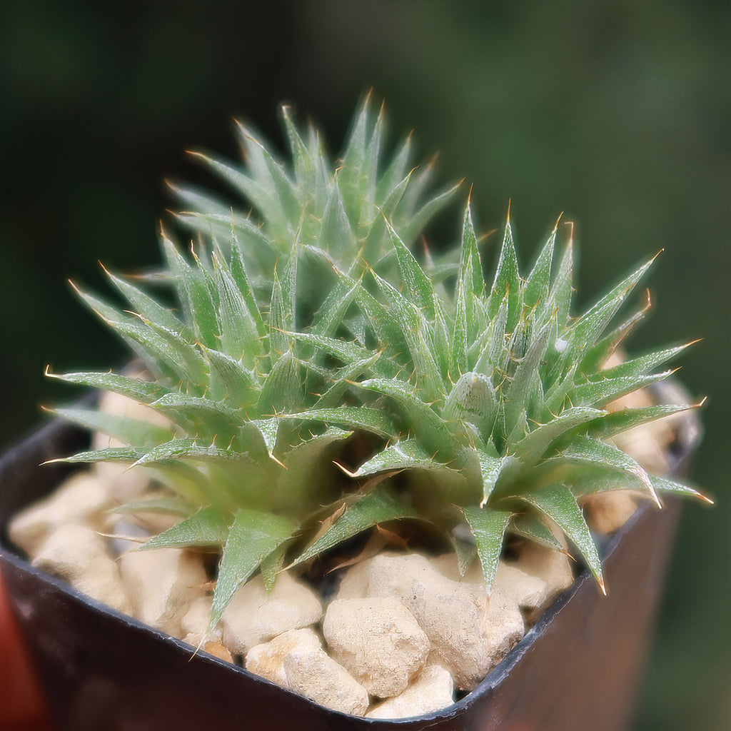 Abromeitiella chlorantha