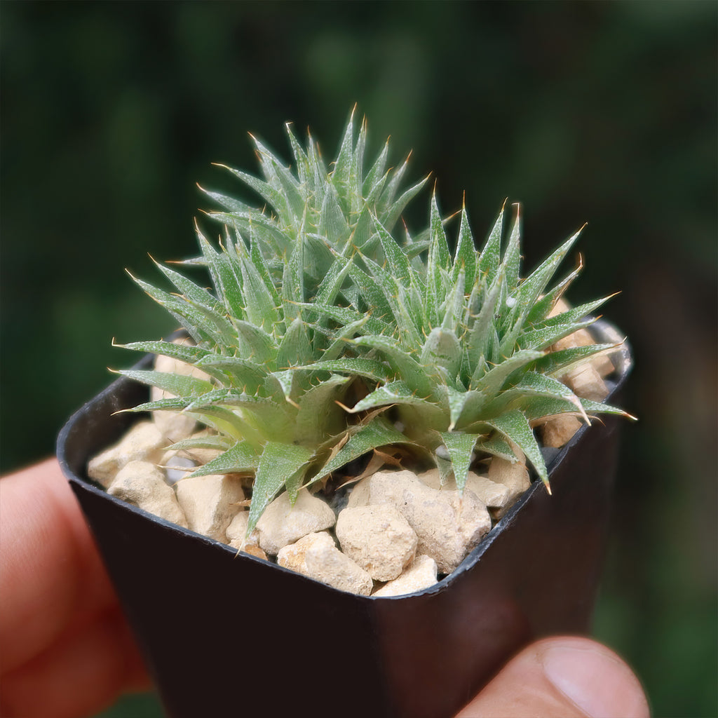 Abromeitiella chlorantha