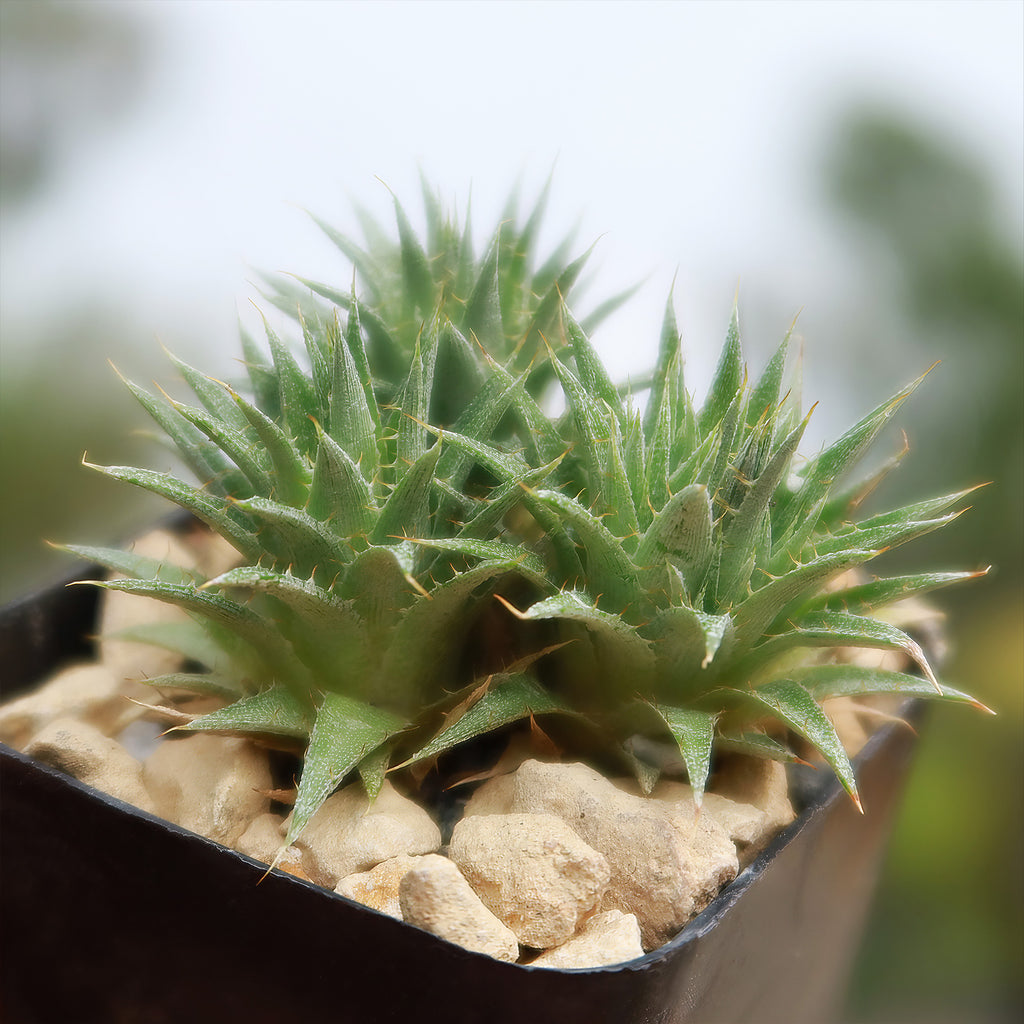 Abromeitiella chlorantha