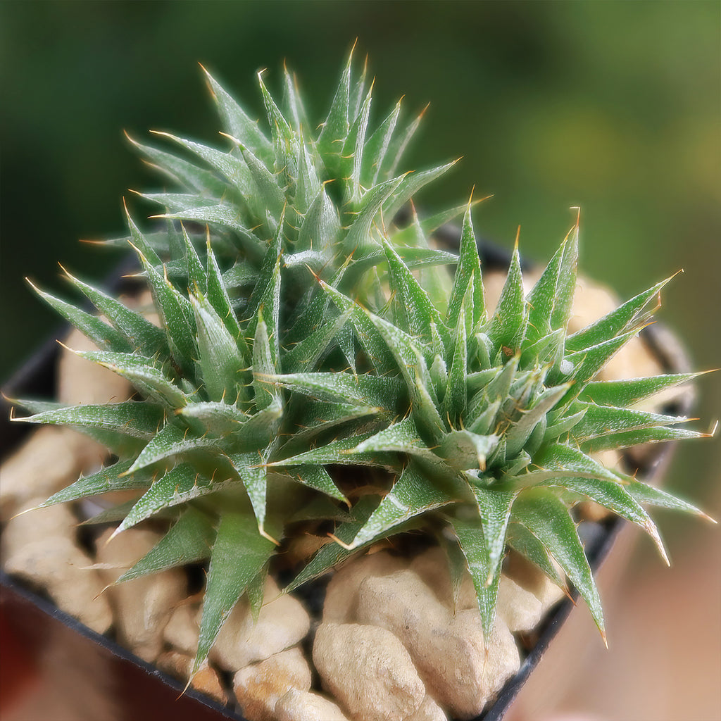 Abromeitiella chlorantha