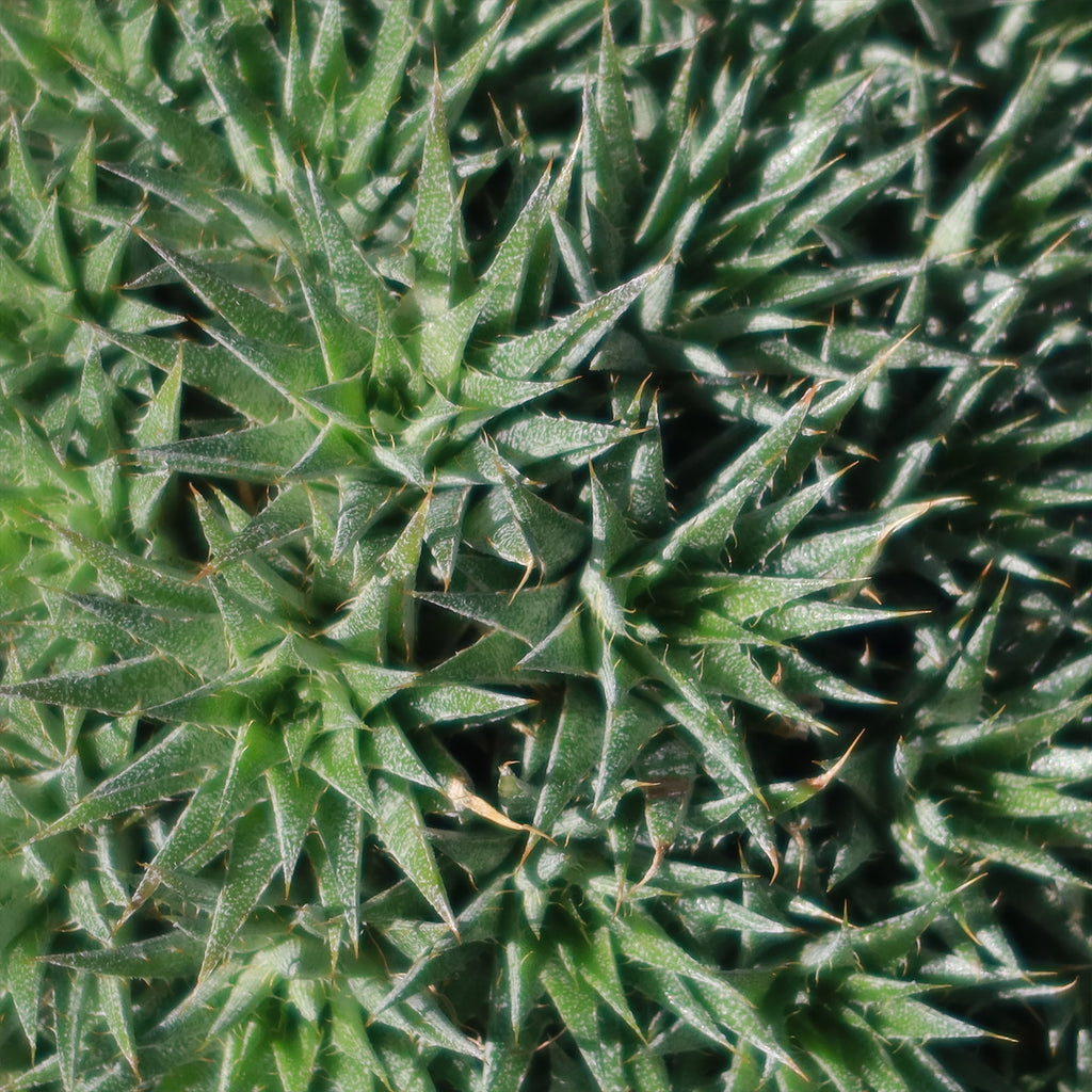 Abromeitiella chlorantha