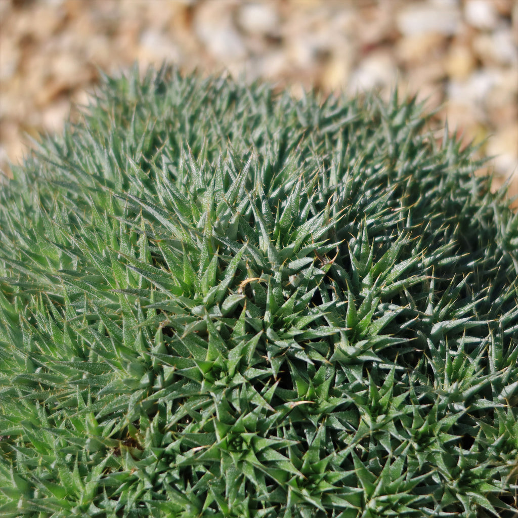 Abromeitiella chlorantha