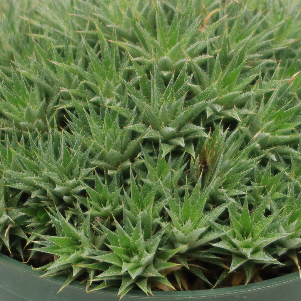 Abromeitiella chlorantha