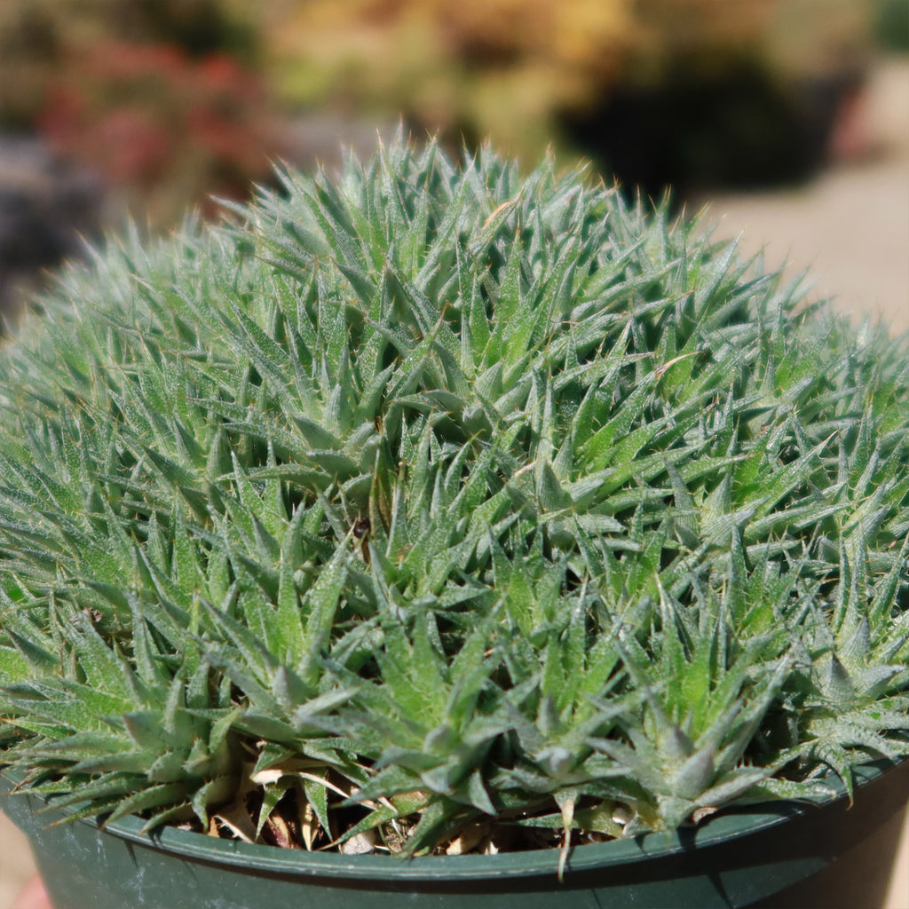 Abromeitiella chlorantha