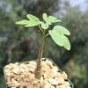 Adenia Spinosa