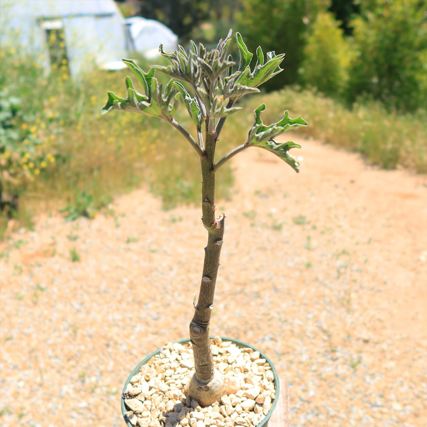 Adenia Volkensii