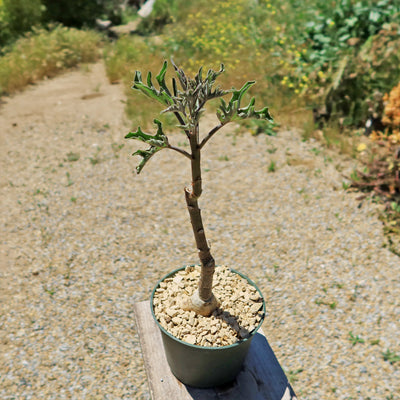 Adenia Volkensii