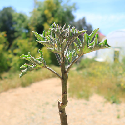 Adenia Volkensii