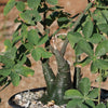 Adenia Spinosa