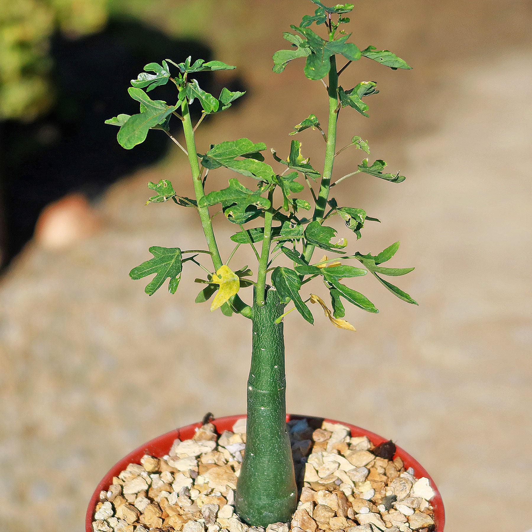 Adenia venenata