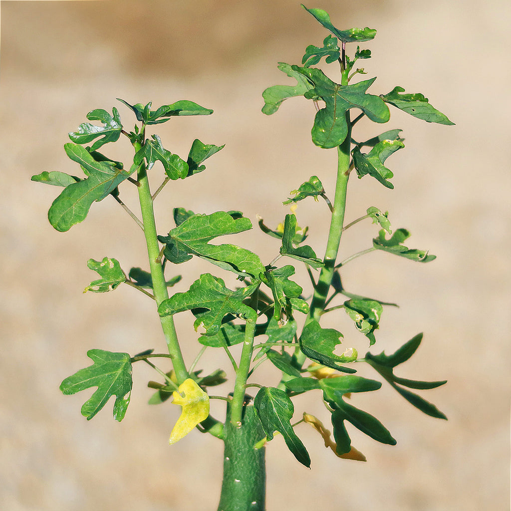 Adenia venenata