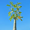 Adenia venenata