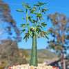 Adenia venenata