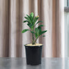 Adenium Obesum Shada