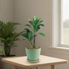 Front view of Adenium Obesum Shada in a green pot with a bright indoor window background