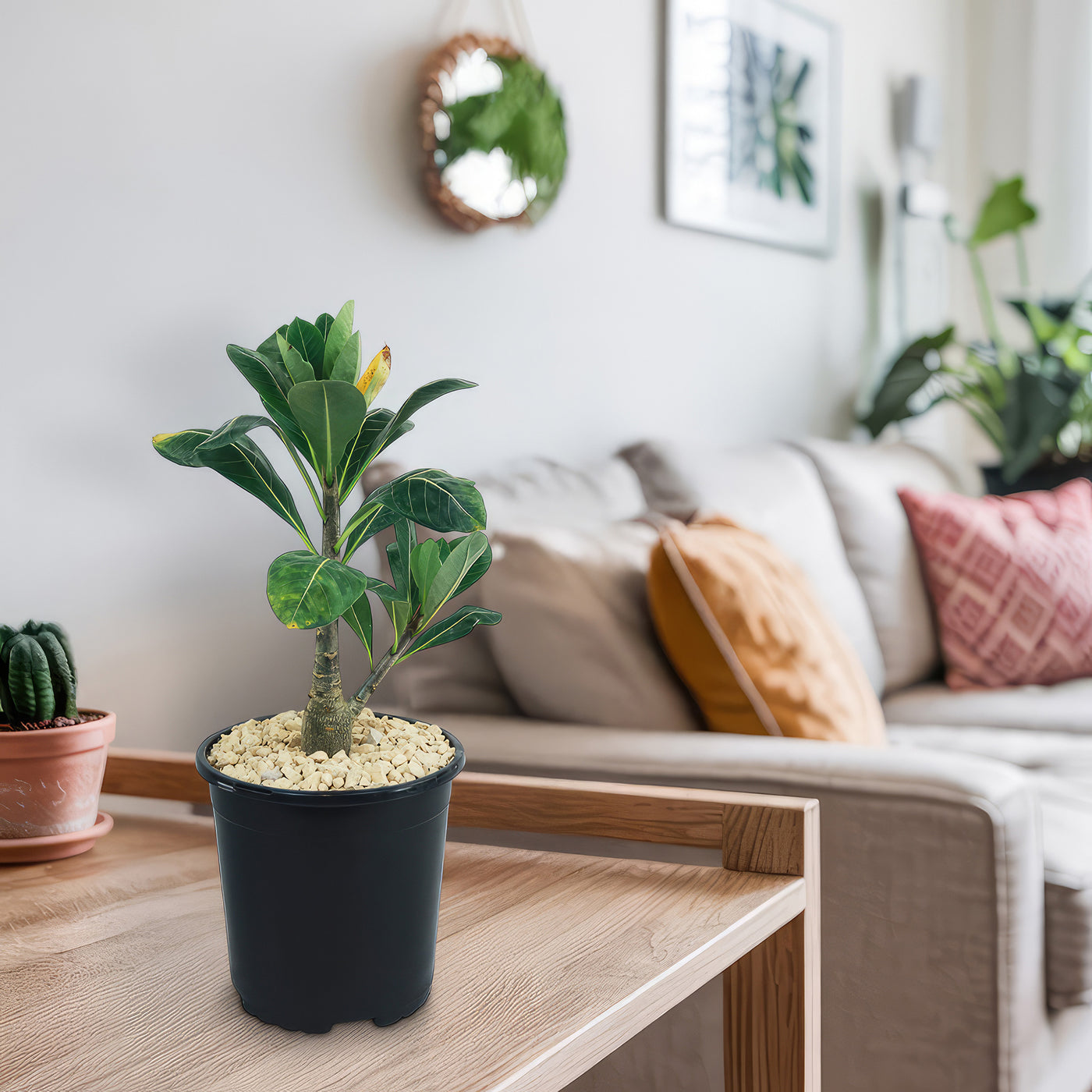 Adenium Obesum Shada