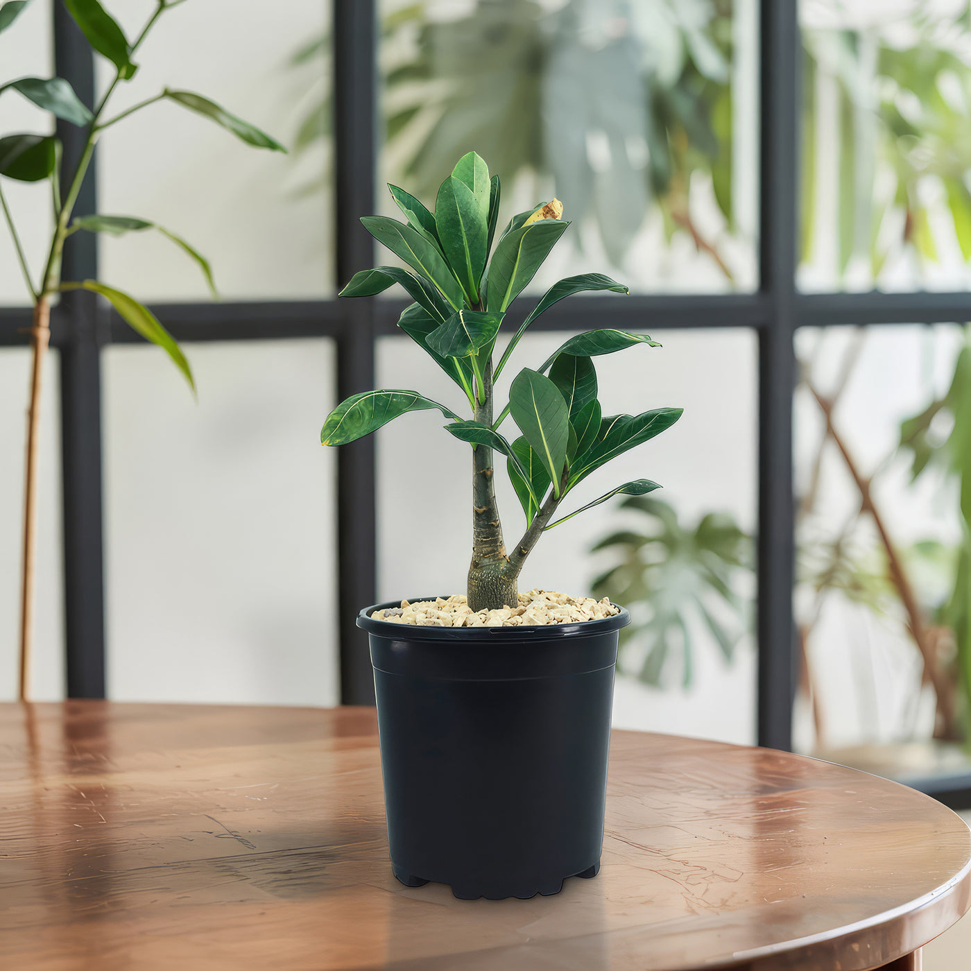 Adenium Obesum Shada
