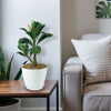 Front view of Adenium Obesum Shada showcasing green leaves in a white pot with an indoor room background