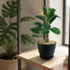 Front view of Adenium Obesum Shada plant showcasing its swollen trunk and green leaves with an indoor background