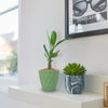 Front view of Adenium Obesum Shada showcasing tall green stems in a textured green planter on a bright windowsill