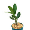 Front view of Adenium Obesum Shada showcasing green leaves and potted form with a white background