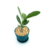 Front view of Adenium Obesum Shada showcasing green leaves and a swollen trunk in a blue pot with gravel