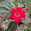 Desert Rose &