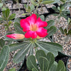 Desert Rose &