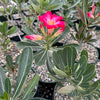 Desert Rose &