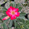 Desert Rose &