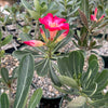 Desert Rose &