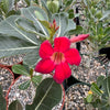 Desert Rose &