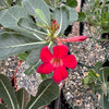 Desert Rose &