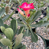 Desert Rose &