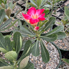 Desert Rose &