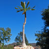 Adenium socotranum desert rose