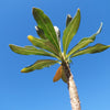 Adenium socotranum desert rose