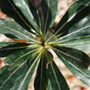 Adenium socotranum desert rose