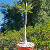 Adenium socotranum desert rose