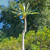 Adenium socotranum desert rose